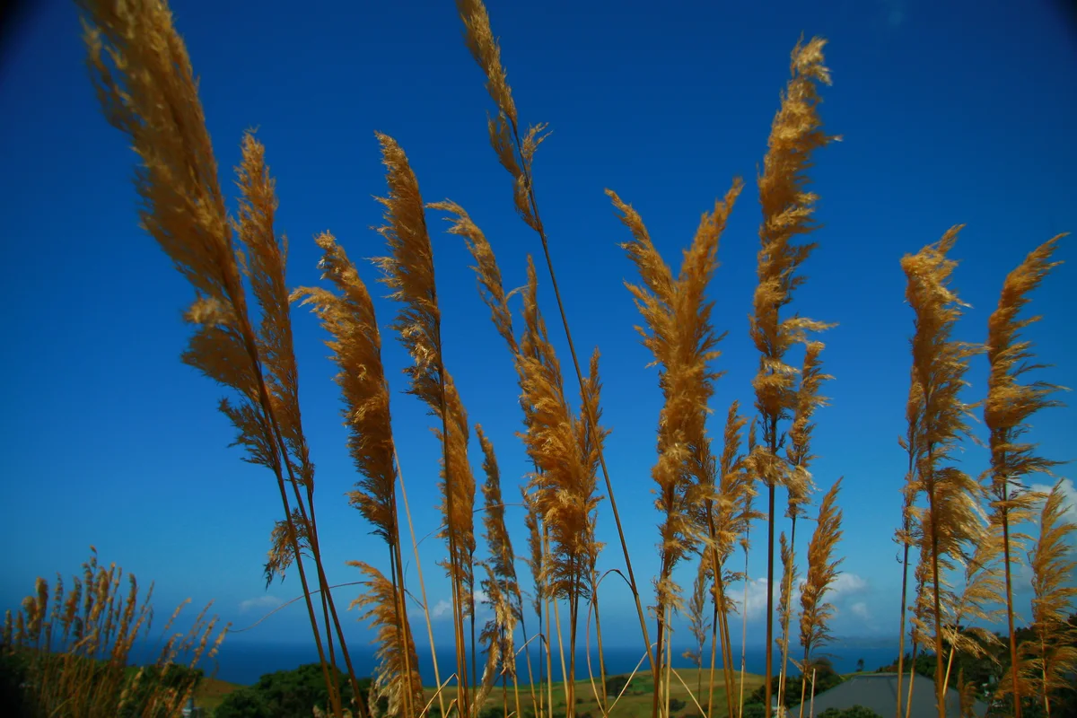 Tall grasses and blue sky at Kauri Cliffs in New Zealand